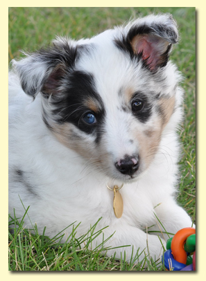 blue merle puppy bred by Patricia Bores