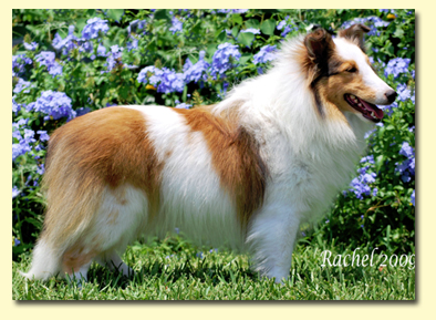 chw sheltie